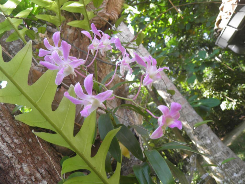 Strand Unawatuna Ngoại thất bức ảnh